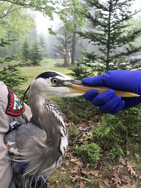 GREAT BLUE HERON TRACKING PROJECT